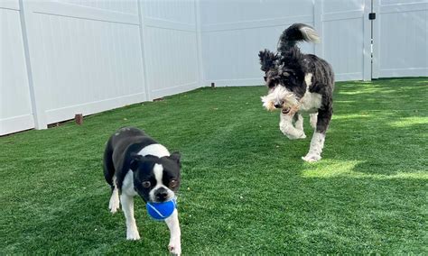 doggy day care sacramento