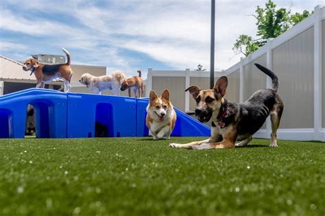 doggy daycare