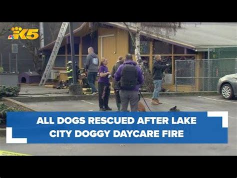 doggy daycare seattle fire