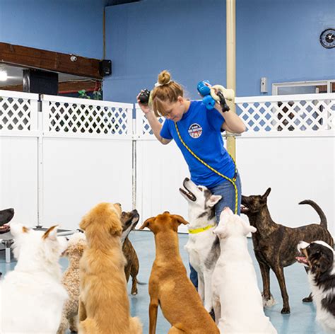 doggy daycare with training