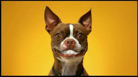 doggy dentures commercial