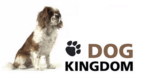 doggy kingdom website