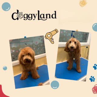 doggyland grooming burlington