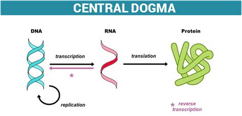 dogma definition biology