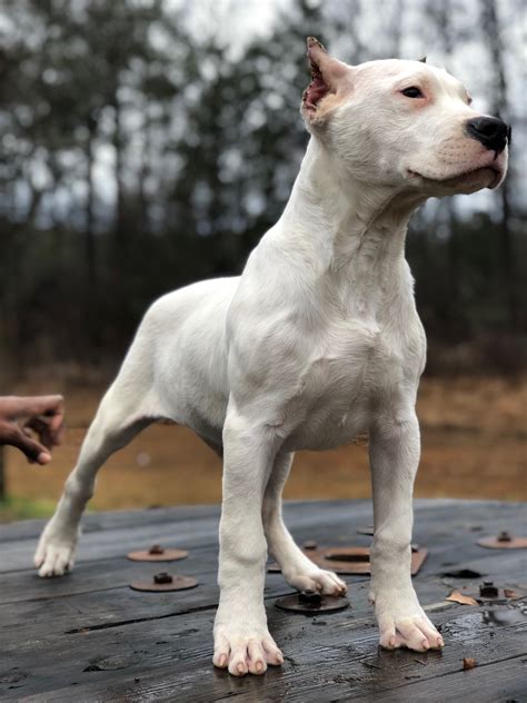 Dogo Argentino For Sale