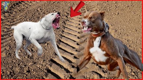 dogo argentino vs pitbull real fight