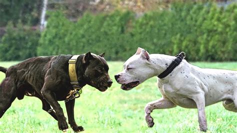 dogo argentino vs pitbull who will win