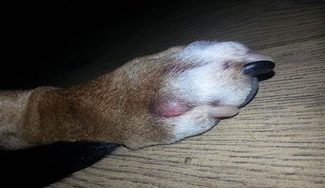 Hyperkeratosis in Dogs Paws and How to Heal it - Petsoid