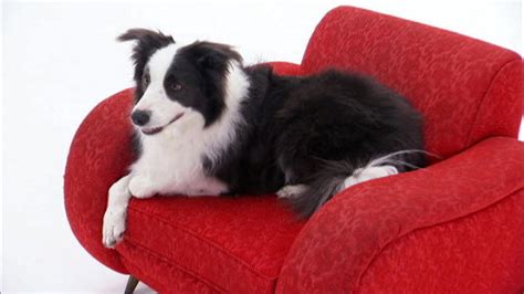 dogs 101 border collie episode