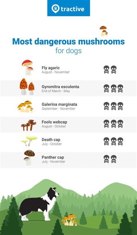 dogs and mushrooms symptoms