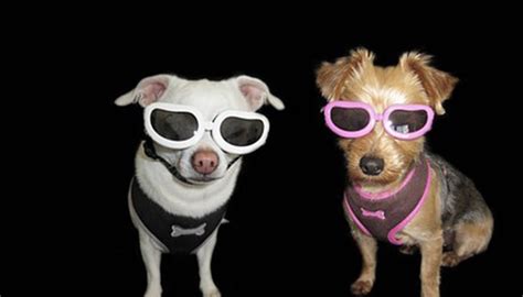 Dogs And Solar Eclipse