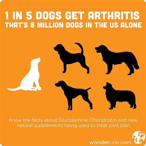 dogs arthritis