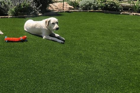 Dogs Artificial Turf