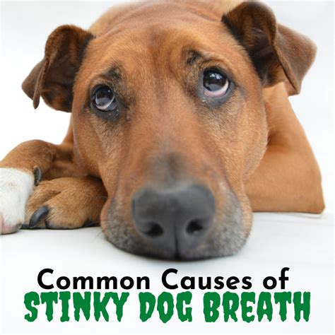 dogs breath stinks of poo