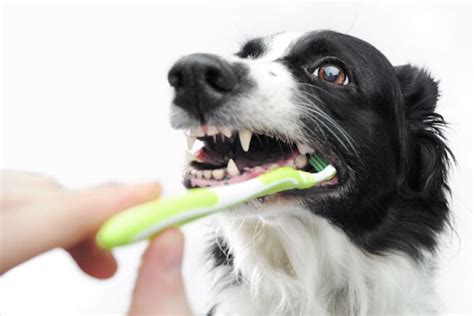 Dogs Brushing Their Teeth