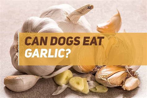 dogs can eat garlic
