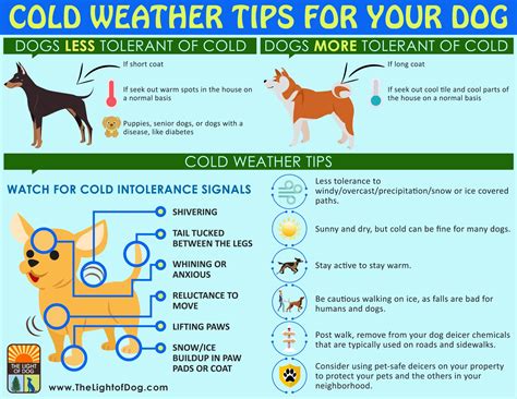 Dogs Cold Weather Tips