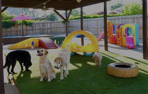 dogs day out doggy daycare