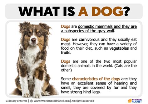 Dogs Definition Management