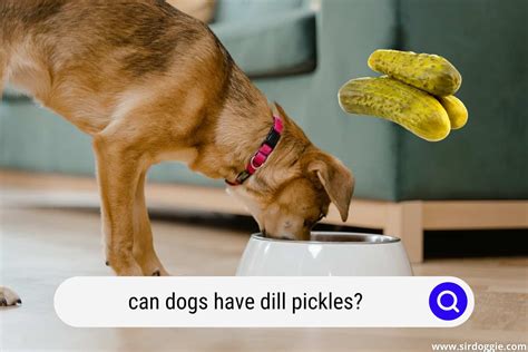 Dogs Dill Pickles