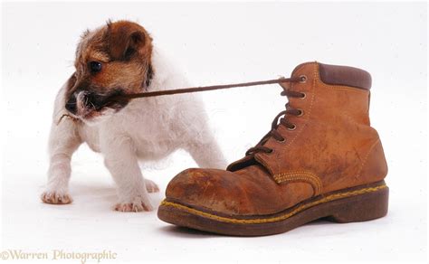 Dogs Eating Shoelaces