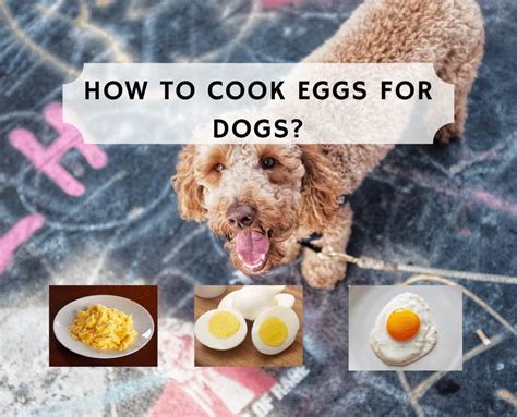 Dogs Eggs Boiled