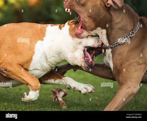 dogs fighting over food