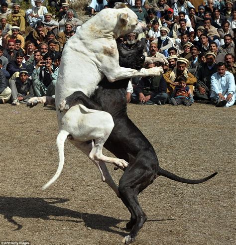 dogs fighting to death
