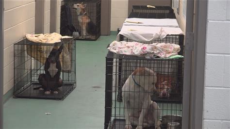 dogs for adoption in memphis animal shelter