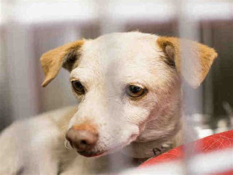 dogs for adoption maricopa county az
