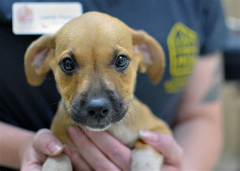 dogs for adoption near medford
