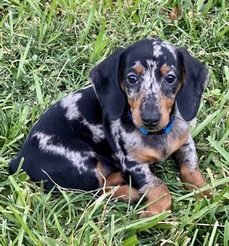 Dogs For Sale Dequincy Louisiana