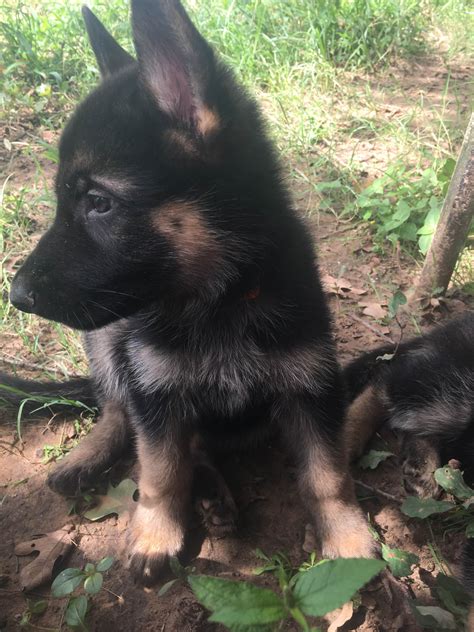 dogs for sale mini k9