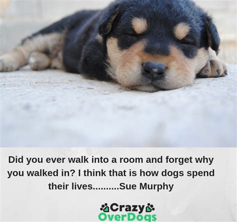 dogs forget why they walked in