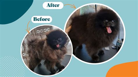 Dogs Fur Getting Rough