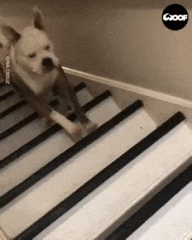 dogs going down stairs video