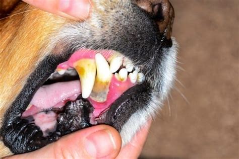 dogs gums bleeding and bad breath