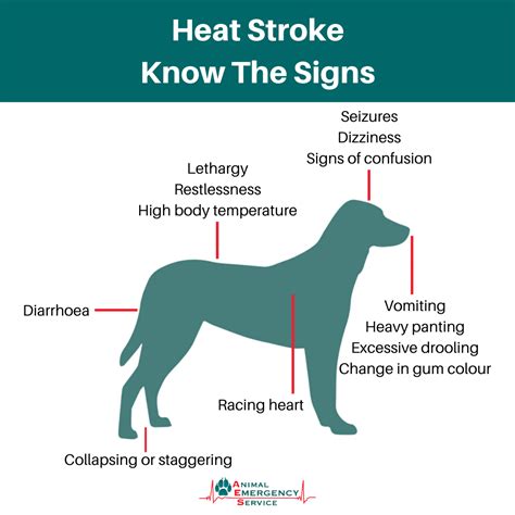 dogs health in heat