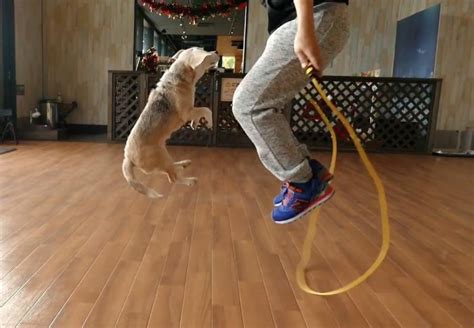 Dogs Jumping Rope