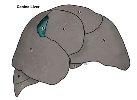 Dogs Liver Definition