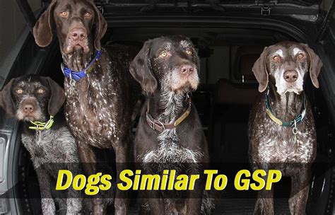 Dogs Similar To Gsp
