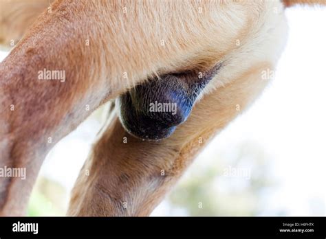 Dogs Testicles Bruised