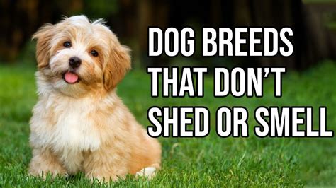 dogs that don't shed or smell