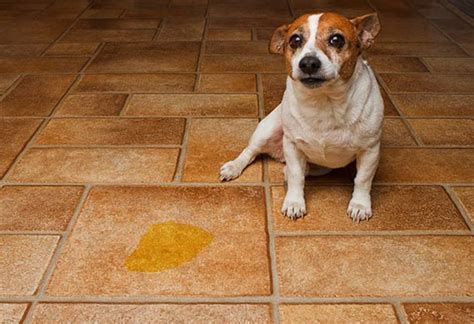 dogs urinating problem