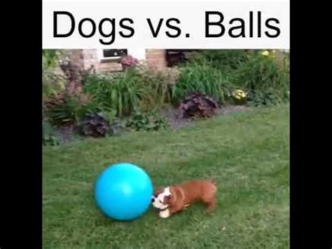 Dogs Vs Balls
