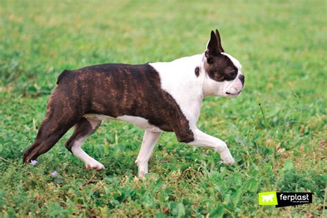 dogs with short tails