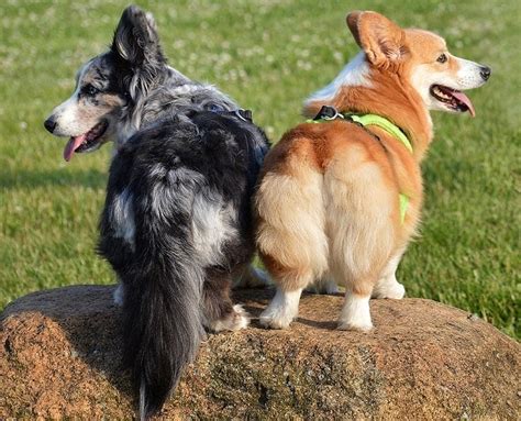 dogs with small tails