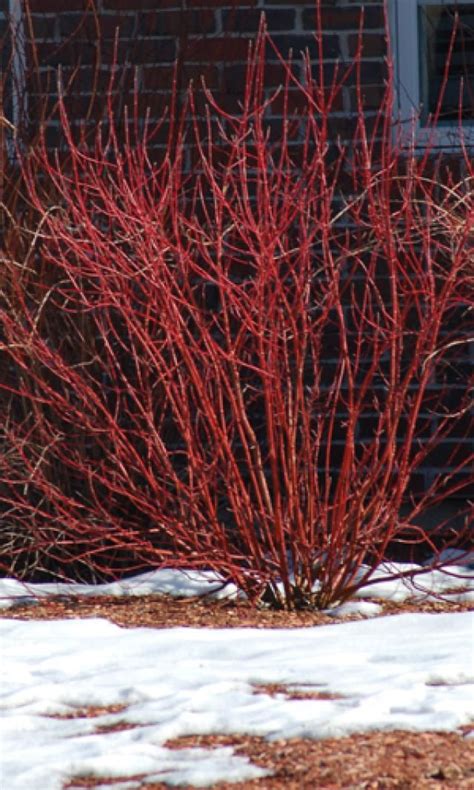 Dogwood Winter: Uncovering Nature's Hidden Gem