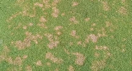 dollar spot bermuda grass