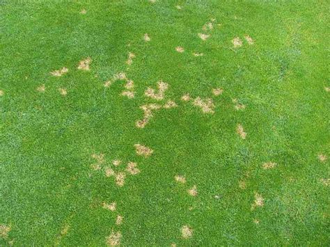 dollar spot lawn